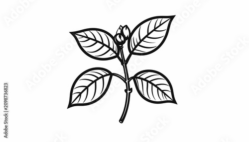 Φωτογραφία Detailed drawing of a plant stem.