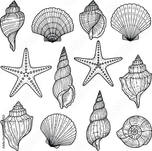 Seashell Set with Engraved Line Art Scallop Conch Starfish Motifs on White Background for Marine Decor and Scrapbooking