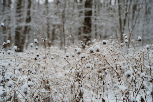Canvastavla Plants covered with snow. Winter grove.