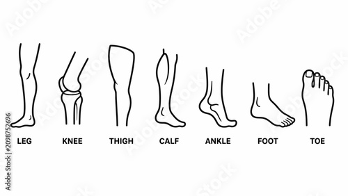 Принти на полотні Anatomical Diagram of Human Leg and Foot Parts.