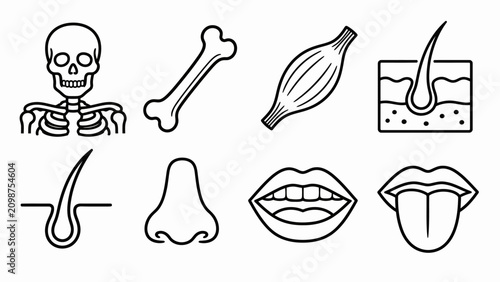 Fotografía Human anatomy and body parts line art icons.