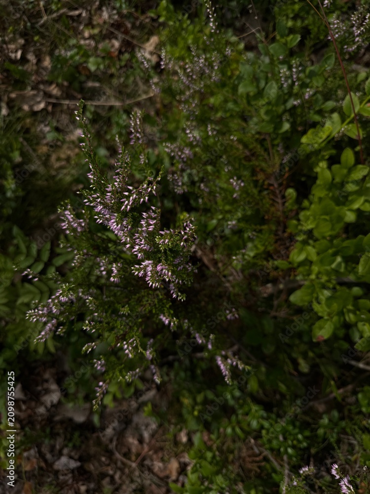 Fototapeta premium moss on a tree