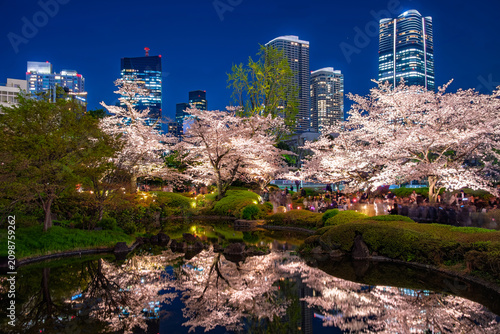 東京都港区 六本木ヒルズ毛利庭園の池に美しく映り込む満開の夜桜と高層ビル群の夜景