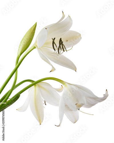 Elegant white Crinum moorei flowers and buds isolated on transparent background with clipping path. Botanical floral image ideal for garden, wedding, perfume, and decorative design use.