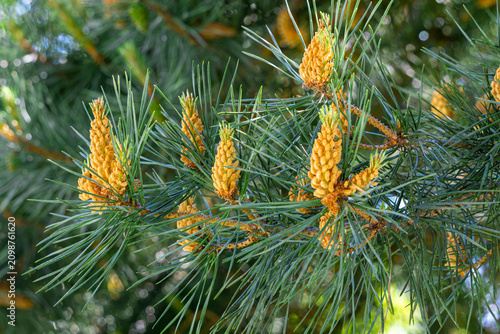 Canvastavla Spring growth stage of a coniferous tree, featuring vibrant yellow male pollen cones clustered on branches