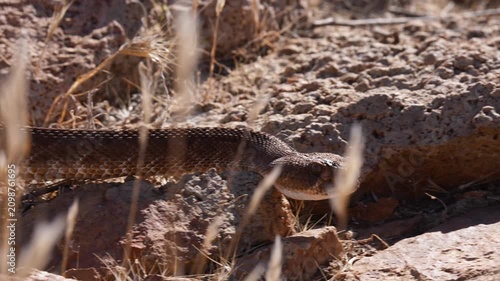 Red Diamond Rattlesnake Close up