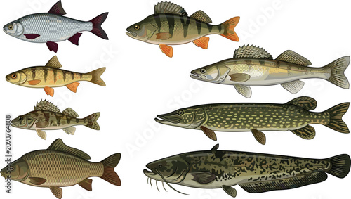 Obraz na plátně Freshwater Fish Vector Illustration Set with Pike, Perch, Carp, Catfish, Zander,