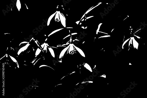 Foto Minimalistische Schneeglöckchen im harten Schwarz-Weiß-Kontrast vor dunklem Hint
