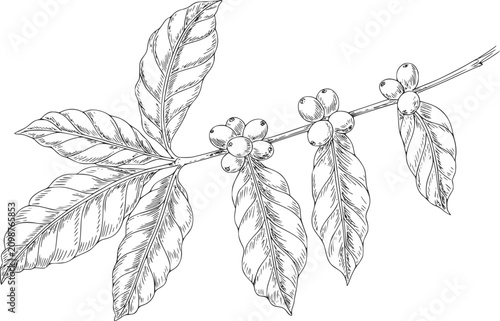 熟したコーヒーチェリーと青々とした緑の葉を持つコーヒー植物の枝の詳細な手描きイラスト