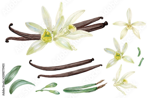 Vanilla hand drawn with watercolor isolated on transparent background
