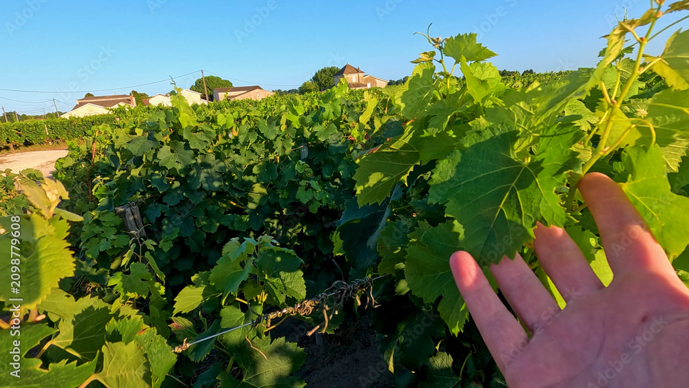 Obraz premium Hand Touching Lush Green Grapevine Leaves in a Bordeaux Vineyard