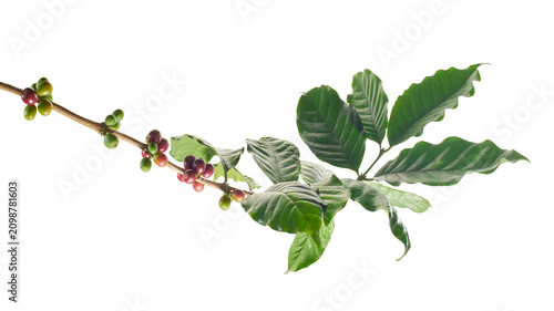 Foto Fresh coffee branch with ripe red and green coffee cherries isolated on transparent background