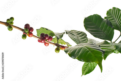 Fresh coffee branch with ripe red and green coffee cherries isolated on transparent background. Botanical detail of Coffea for agriculture, beverage, and coffee industry design use.
