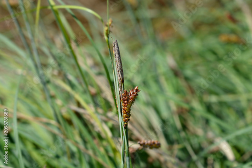 Fotografía A close vertical view of brown seed heads and a grey spikelet blooming on a Blue