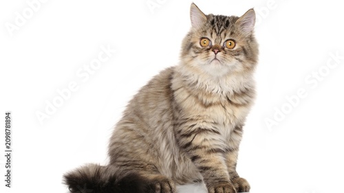 Fotografie Cute brown tabby cat, feline portrait, domestic animal, kitty close-up