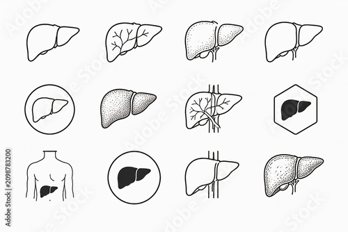 Various line drawings illustrating different views and representations of the human liver.