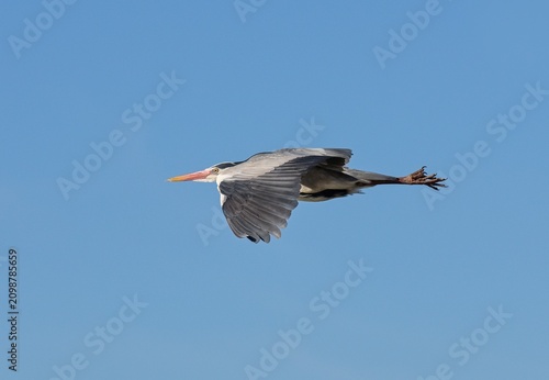 Obraz na plátně grey heron (Ardea cinerea)