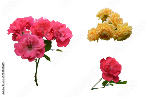 Rose Collection: Pink, Yellow, Red Blooms