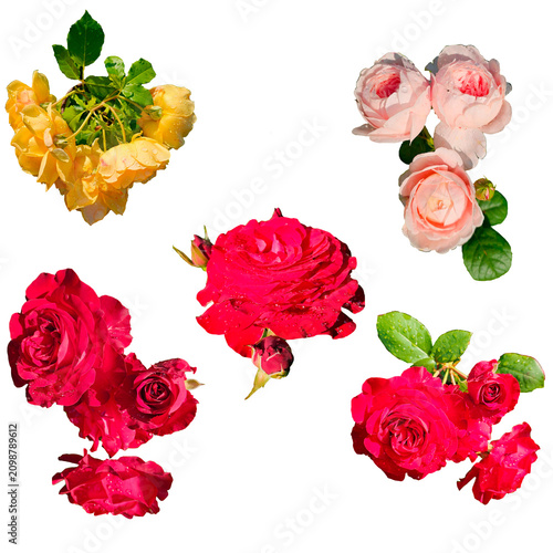 Colorful Rose Collection on White Background