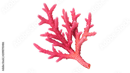 Photos Beautiful bright pink branching sea coral marine ocean wildlife isolated on tran