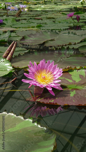 Fotografía Blooming Pink Water Lily