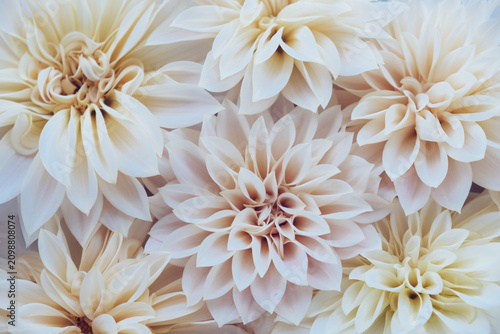 Floral background with heap of beautiful fresh dahlia flowers in full bloom, top down view.