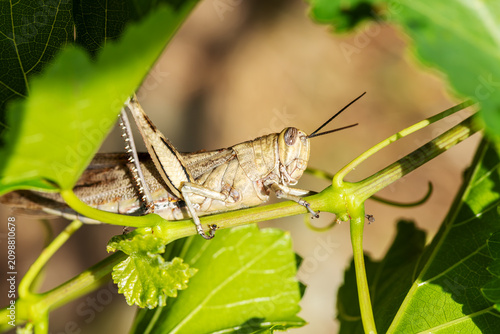 Close-up of a grasshopper walking among the green leaves of an organic vineyard in spring.. Sustainable agriculture and viticulture.