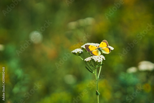 Beautiful yellow butterfly resting on white wildflower blossom