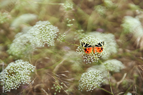 Vibrant butterfly resting on white wildflower blossom