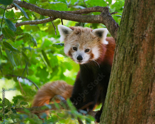 Cute Red Panda Looking Directly into the Camera Lens Close Up