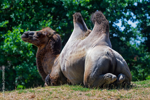 Foto Camelus bactrianus lying and resting in Pilsen Zoo, Czech Republic