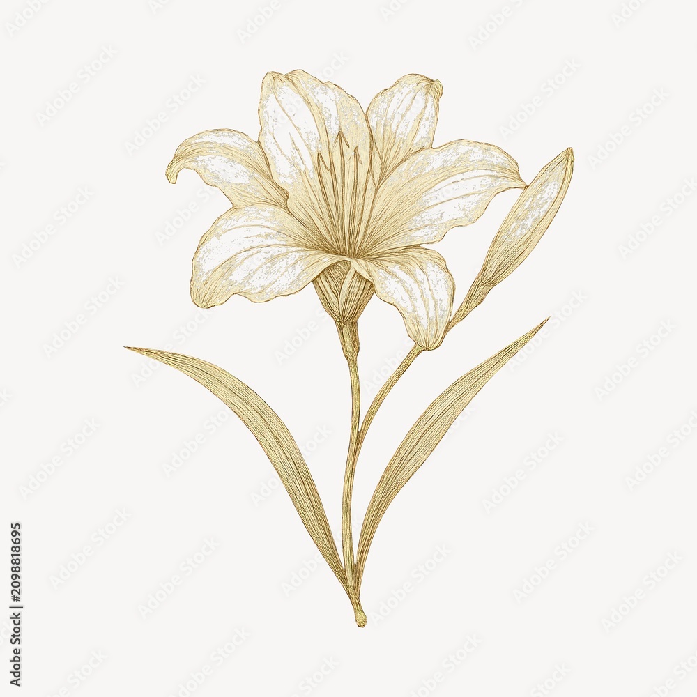Obraz premium Elegant botanical sketch of lily.