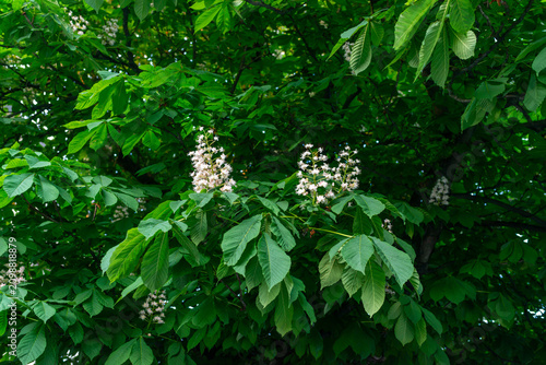 Принти на полотні Mature horse chestnut tree, Aesculus hippocastanum, covered with upright white flower panicles and broad palmate leaves