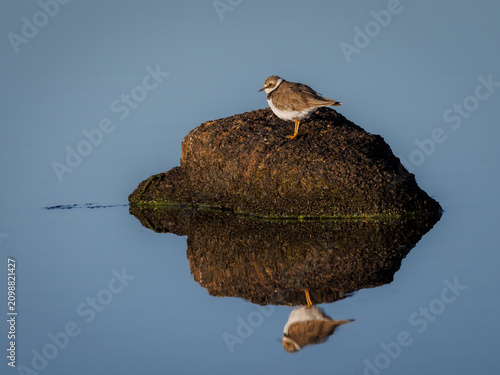 Little ringed plover perched on a rock reflected in calm water.