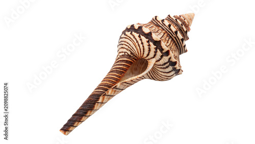 Tableau sur toile Beautiful natural trumpet Triton sea shell marine ocean wildlife texture isolate