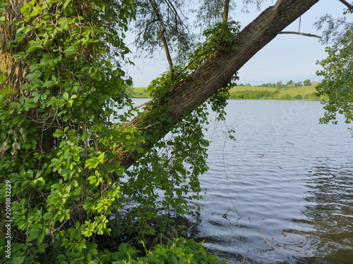 Slanted willow on pond shore in summer sunny evening