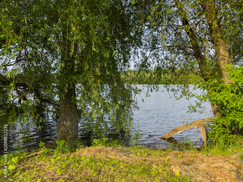 Old willows growing on pond shore and in the water