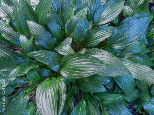 Bush of cultivated hosta with dark green leaves after rain