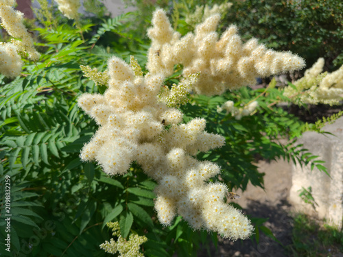 Inflorescences of false spiraea, close-up in selective focus