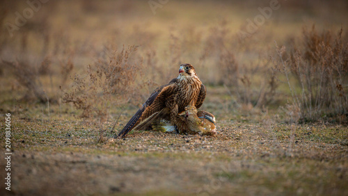 Fotografie A powerful hunting falcon stands proudly over its freshly caught houbara bustard prey on the dry desert ground at sunset