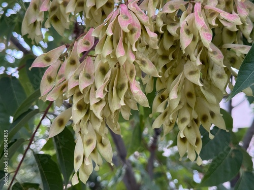 Close-up of vibrant tree-of-heaven (Ailanthus altissima) samaras or winged seeds hanging on a branch in late summer 