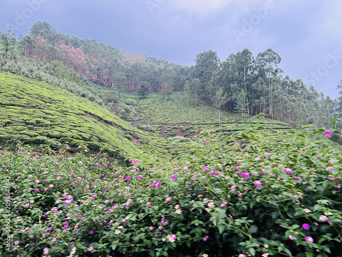 flowers in the mountains