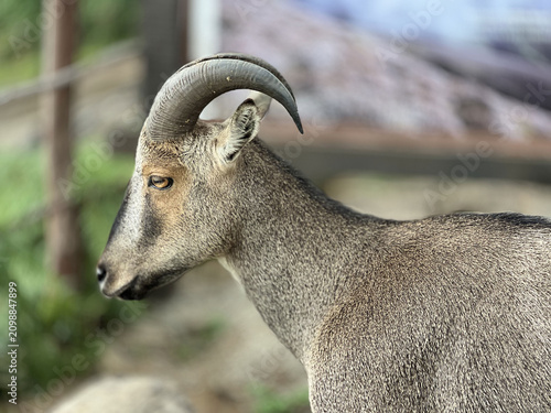 A Nilgiri Thar in forest
