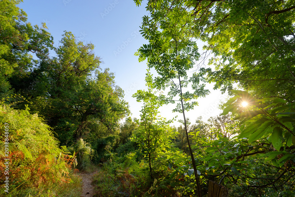 Fototapeta premium Path to the Felicio pass in Corsica mountain. Santa-Maria-Poggio village