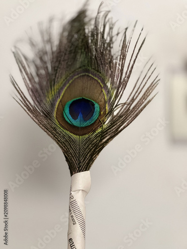 peacock feather and feathers