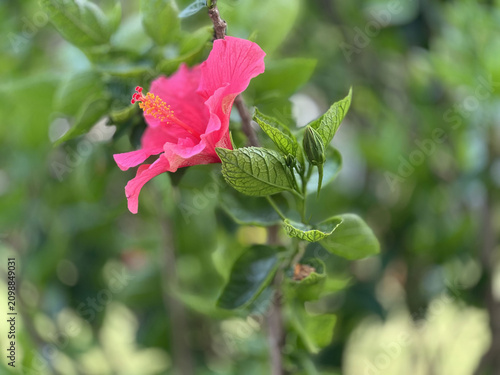 Red Hibiscus in the garden