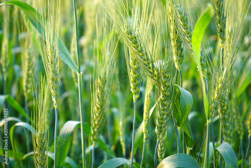 Wheat field, Ears of green wheat close up.