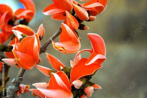 Bild auf Leinwand Butea Monosperma Or Palash Flower