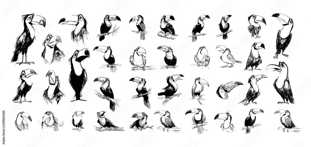 Obraz premium Toucan bird black ink sketch vector set. Animal beak feather wing branch tropical jungle forest wildlife nature fauna drawing outline monochrome hand drawn character portrait isolated on white