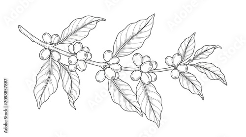A hand drawn sketch displays a lush coffee branch laden with ripening cherries and pointed leaves to showcase the natural growth process of the popular caffeinated beverage crop across